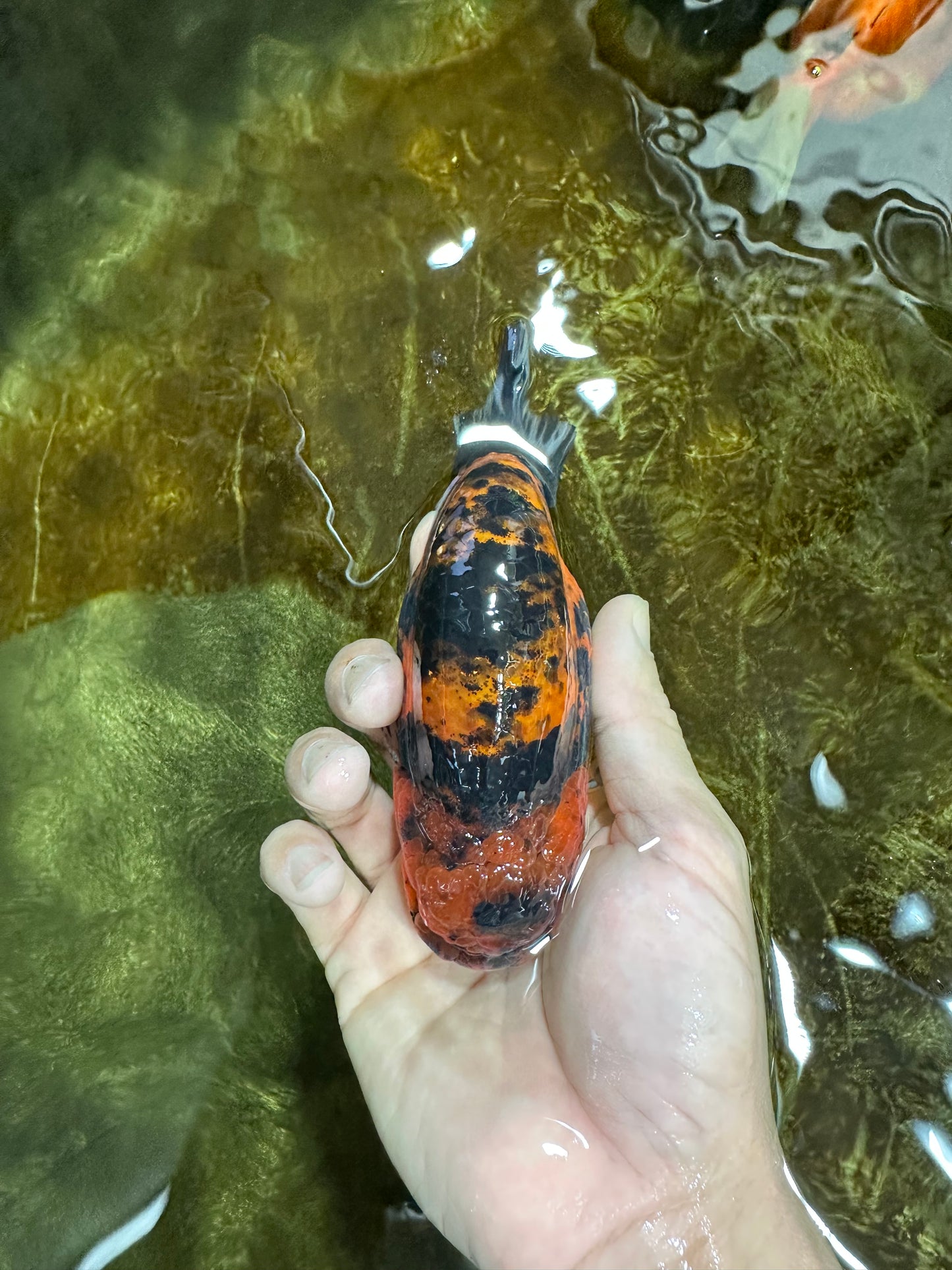 AAA Grade Tiger Female LionKing 5 inches #060625LC_06