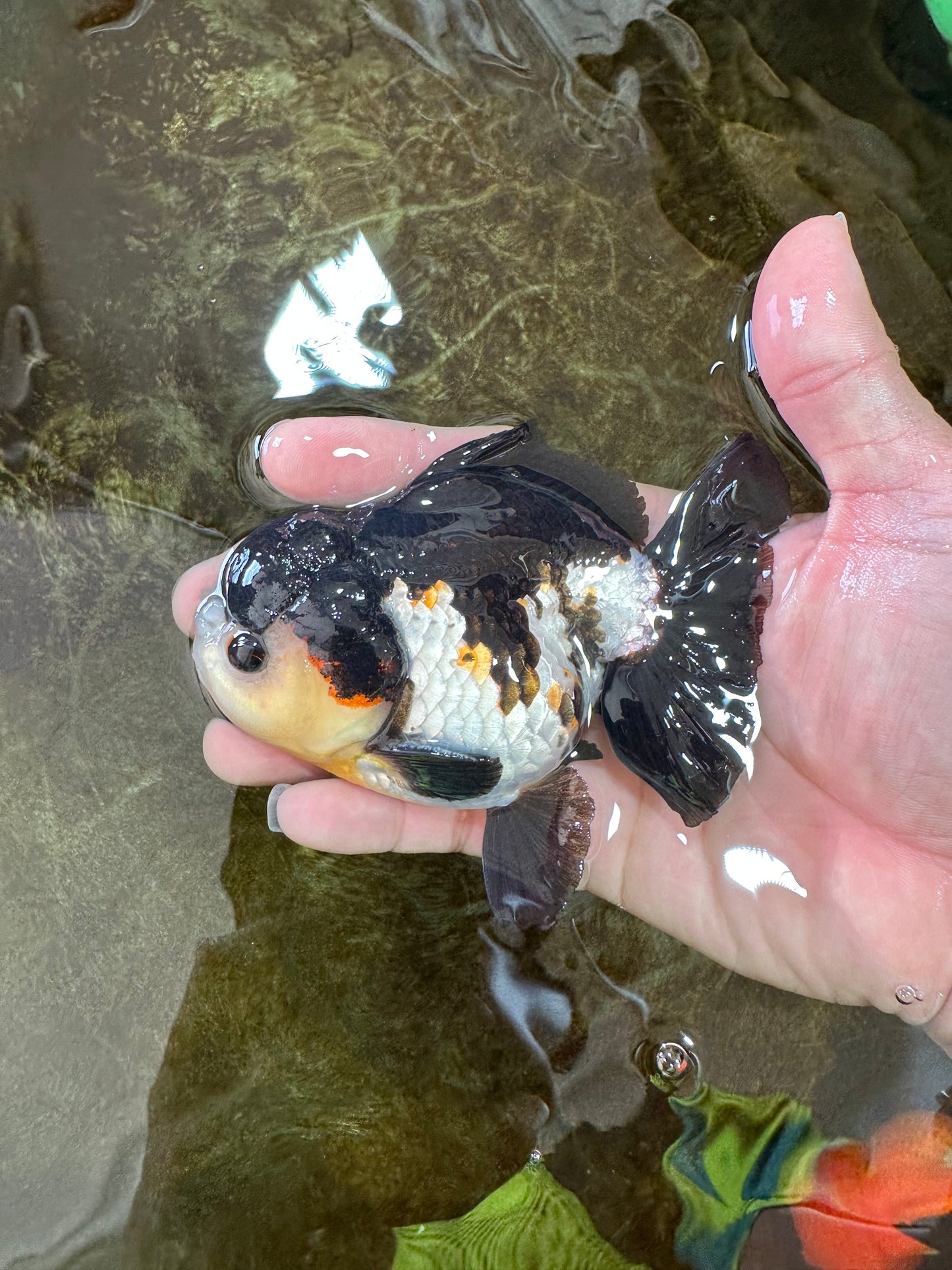 Chubby Pompom Panda Button Eyes Yuanbao Male 4.5 inches #071125YB_16