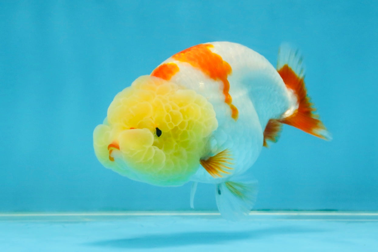 BULLDOG FACE A Grade Red White Kohaku LionQueen 4 inches #120525LC_09