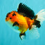 AAA Grade Apache Oranda Female 5.5-6 inches #071026OR_26