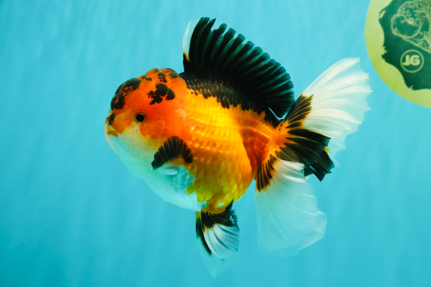 AAA Grade Apache Oranda Female 5.5-6 inches #071026OR_26