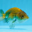 Strong Body Structure Black Neon Copper Ranchu Female 4 inches  #0706RC_25