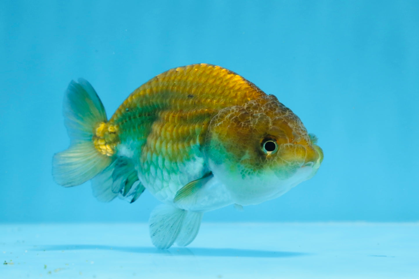 Strong Body Structure Black Neon Copper Ranchu Female 4 inches  #0706RC_25