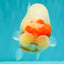 CHUBBY Red White Buffalo Ranchu Female 6 inch #092526RC_20
