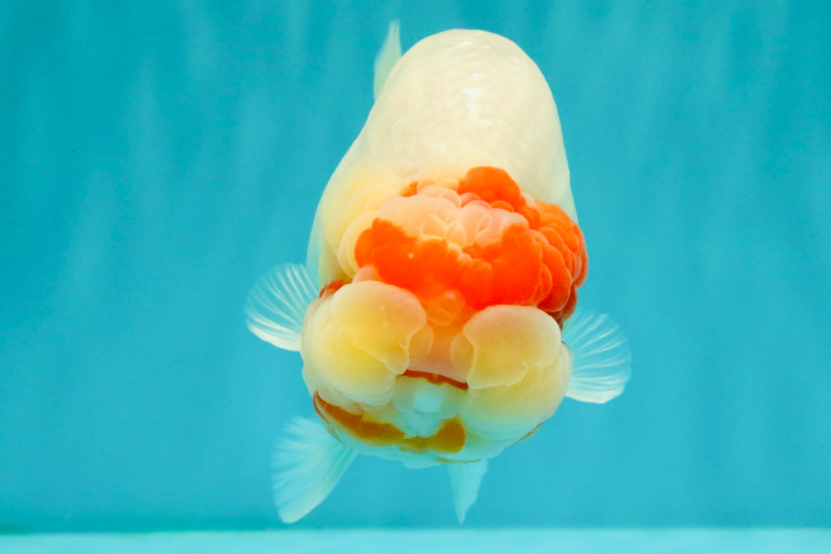 CHUBBY Red White Buffalo Ranchu Female 6 inch #092526RC_20