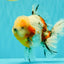 CHONKY AAA Grade Calico Oranda Male 6-6.5 inches #101626OR_21