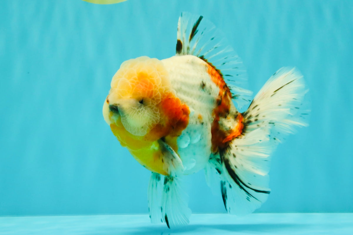 CHONKY AAA Grade Calico Oranda Male 6-6.5 inches #101626OR_21