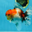 AAA Grade Godzilla Calico Sakura Button Eyes Oranda Male 5 inches #051625OR_17