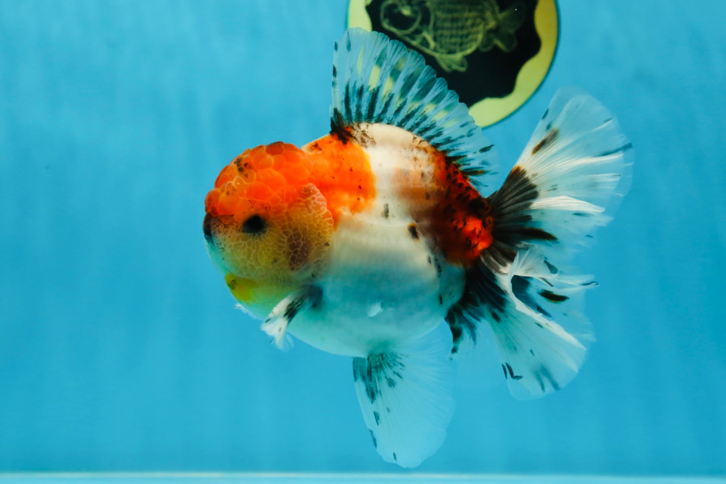 AAA Grade Godzilla Calico Sakura Button Eyes Oranda Male 5 inches #051625OR_17