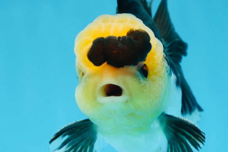 A Grade SPECIAL Panda Button Eyes Oranda Male 4.5-5 inches #072525OR_09