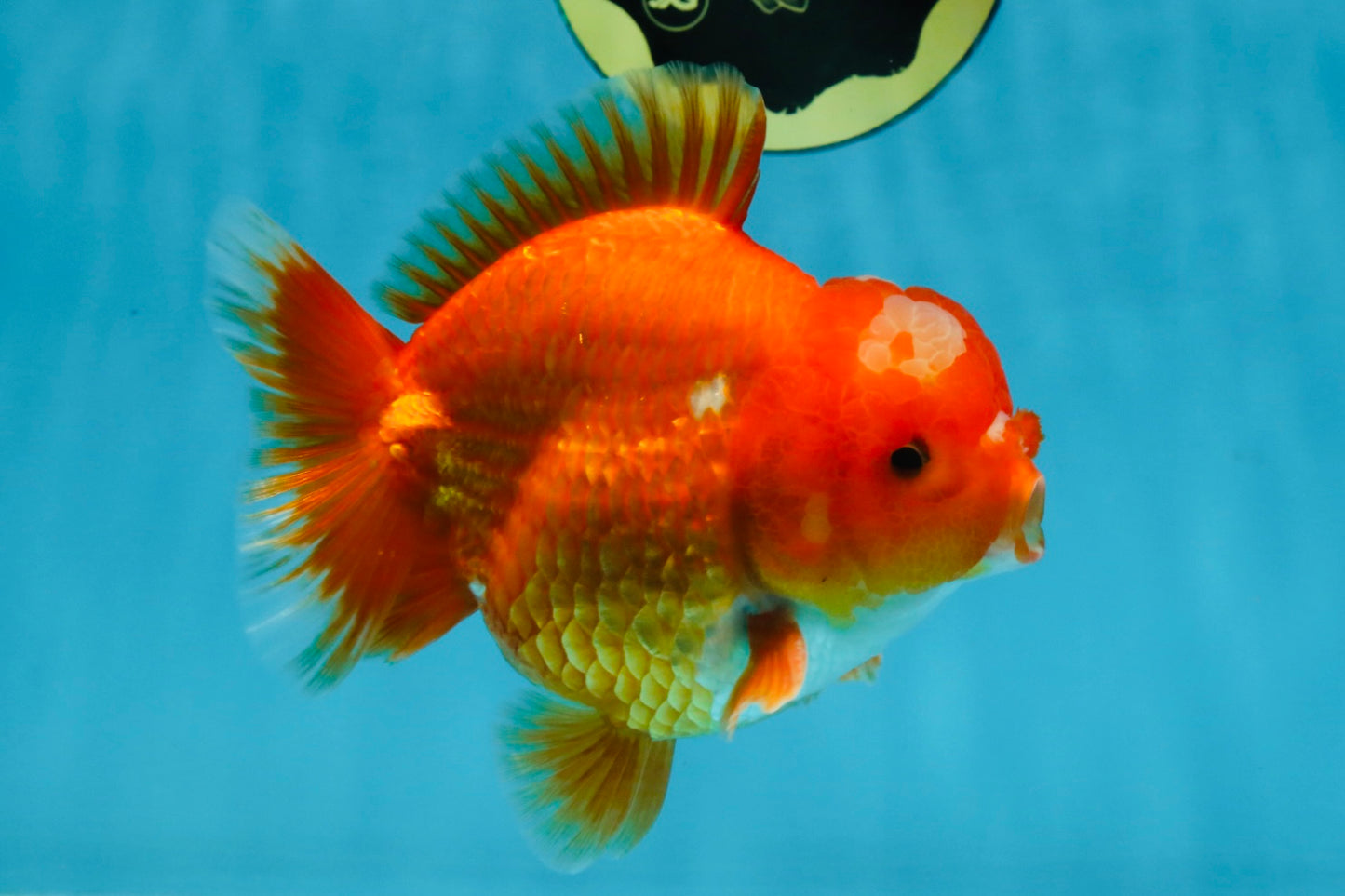 AAA Grade Red White Yuanbao Male 4.5 inches #103125YB_04