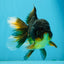 A Grade Tricolor Oranda Male 5.5 inches #112924OR_16