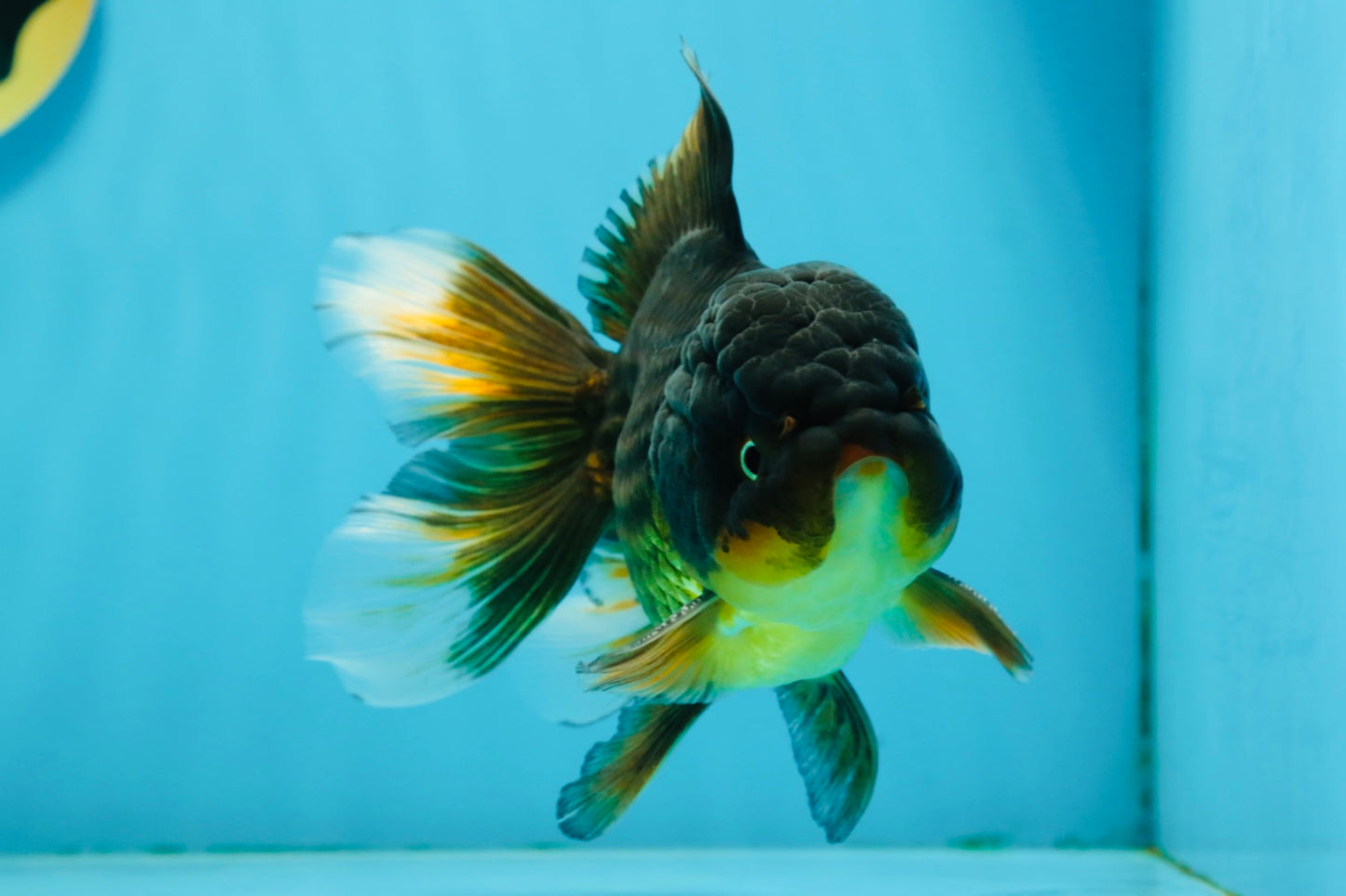 A Grade Tricolor Oranda Male 5.5 inches #112924OR_16