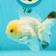 A Grade White Panda Oranda Male 4.5 inches #111524OR_25