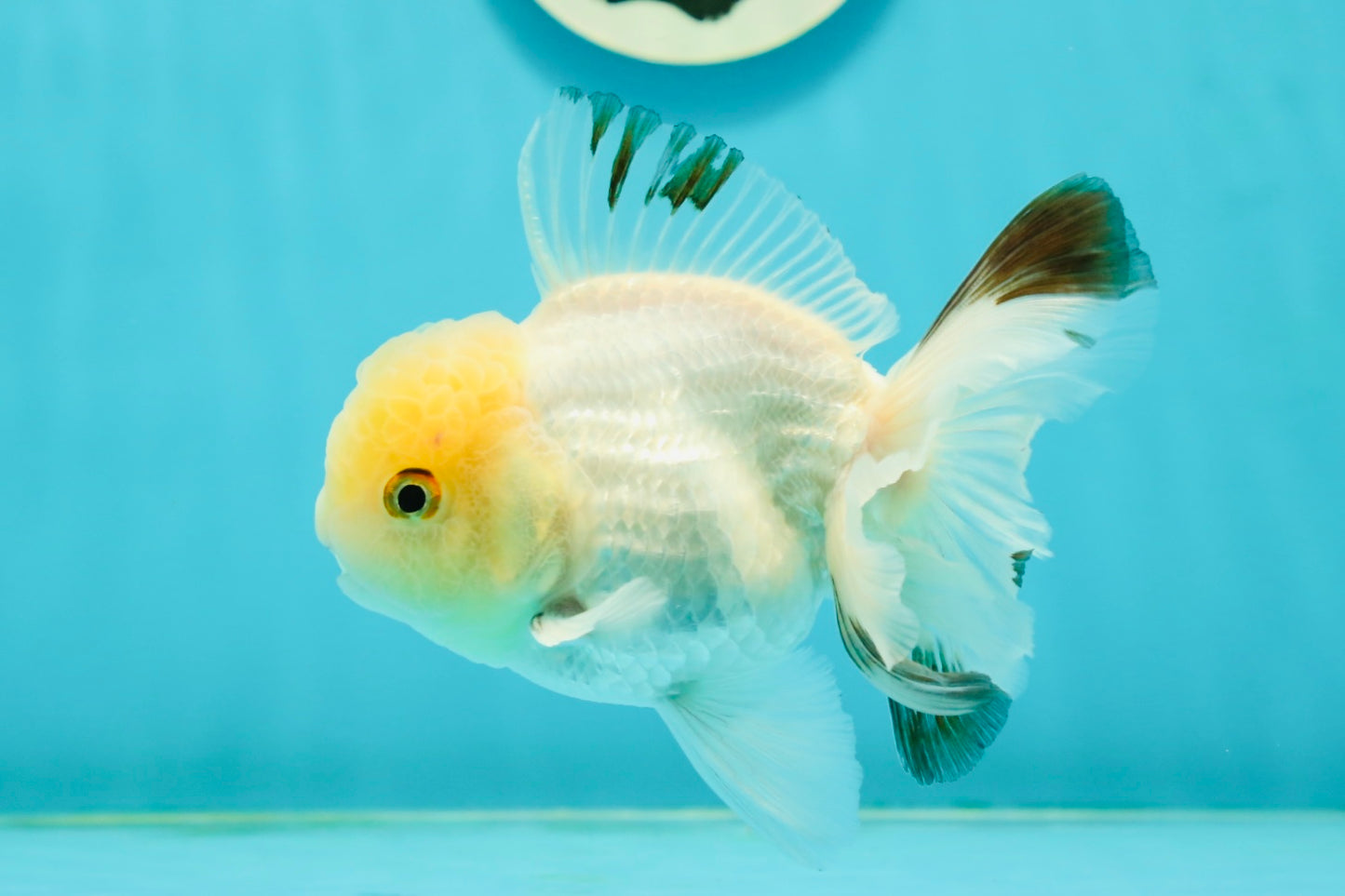 A Grade White Panda Oranda Male 4.5 inches #111524OR_25