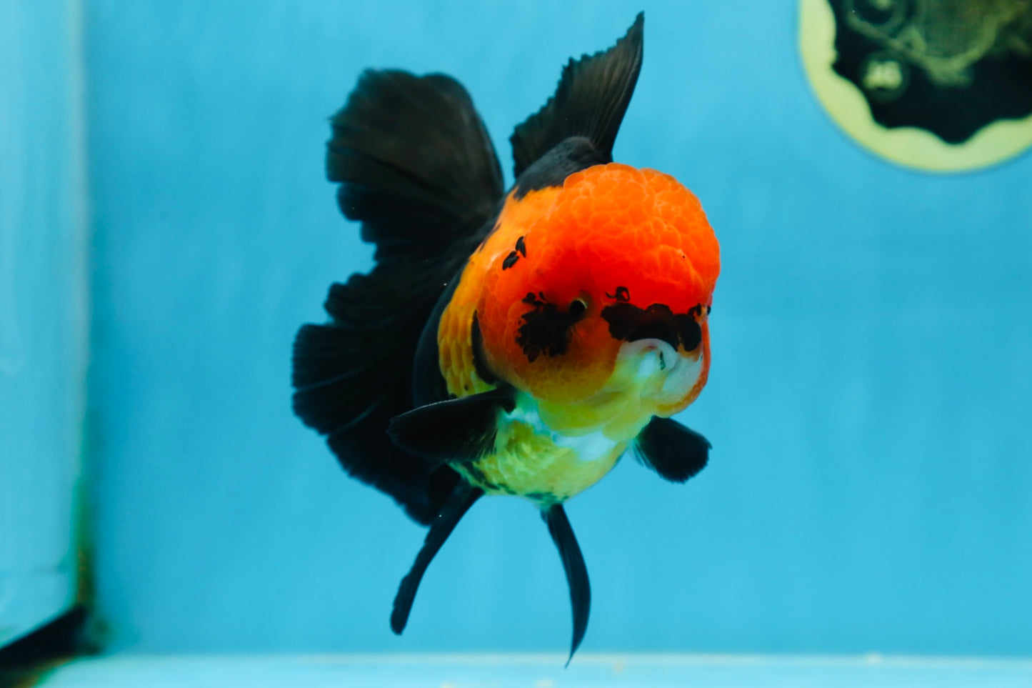 AAA Grade UNIQUE Apache Oranda Female 5.5-6 inches #080825OR_09