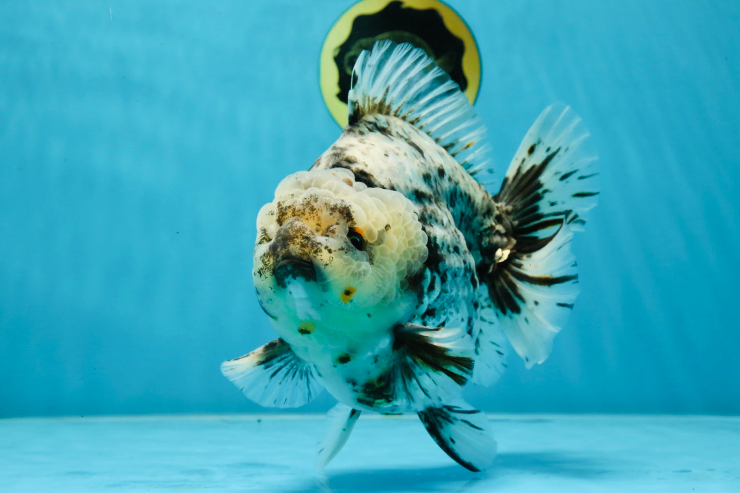 MONSTER AAA Grade White Tiger Yuanbao Male 7-7.5 inches #042525_01