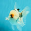 CHONKY A Grade Marble Oranda Male 5 inches #050126OR_07