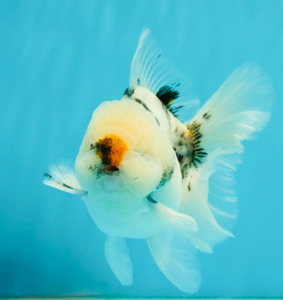 CHONKY A Grade Marble Oranda Male 5 inches #050126OR_07
