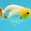 Lemonhead Lionchu Male 3.5-4 inches #0927LC_09