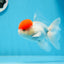 Macho Oranda de tapa roja de grado AAA de 4,5 pulgadas n.º 0913OR_10