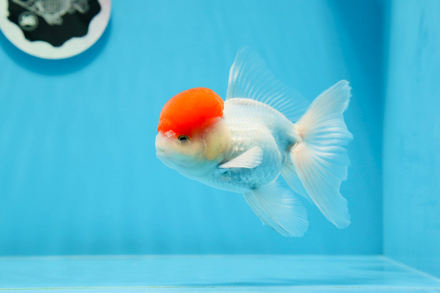 Macho Oranda de tapa roja de grado AAA de 4,5 pulgadas n.º 0913OR_10