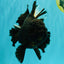 KING KONG AAA Grade Black Oranda Female 8 inches #100926OR_11