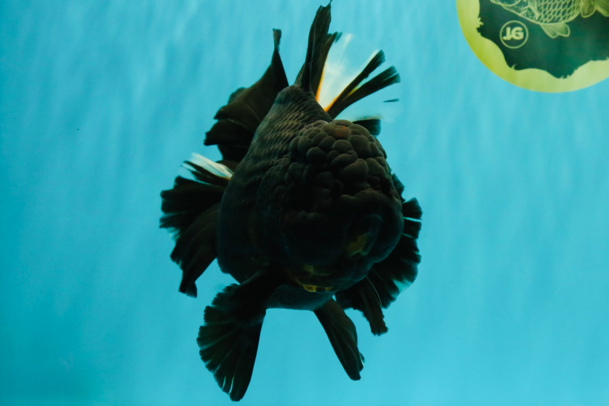 KING KONG AAA Grade Black Oranda Female 8 inches #100926OR_11