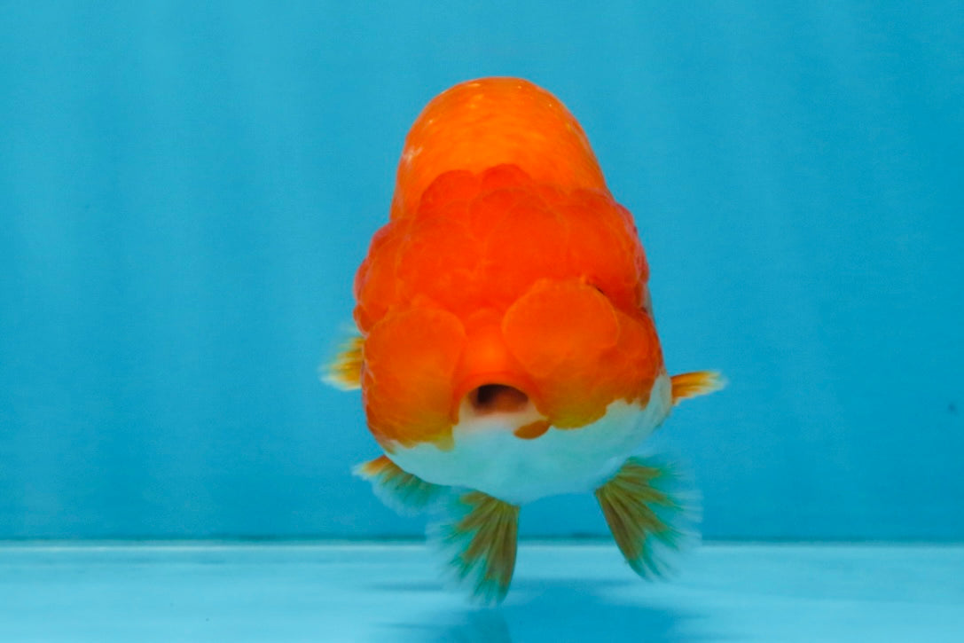 A Grade Red White LionQueen 4 inches #112825LC_07