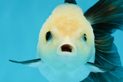 A Grade Panda Oranda Female 4.5  inches #121324OR_18