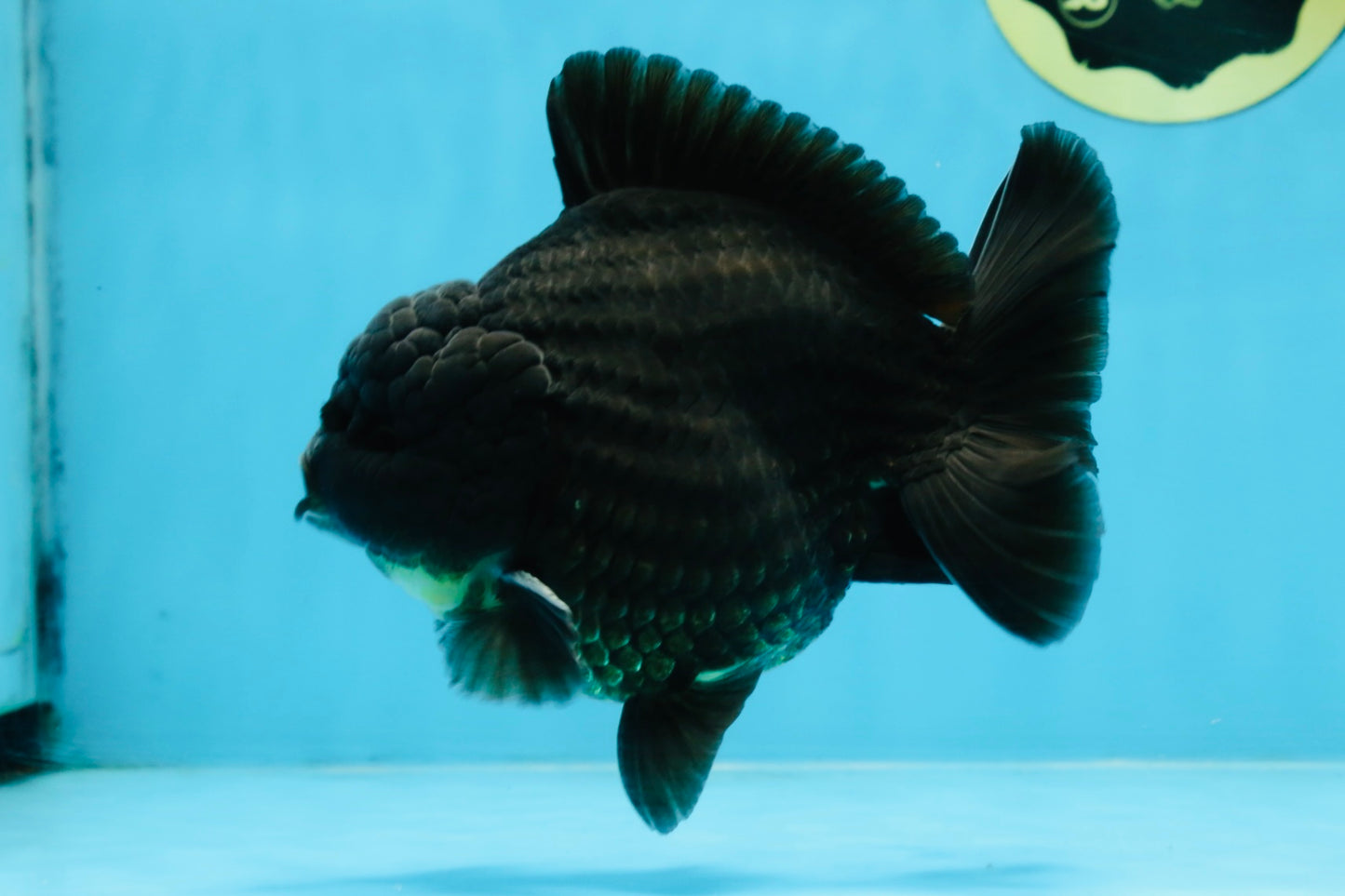 AAA Grade Godzilla Black Yuanbao Male 5-5.5 inches #103125YB_03