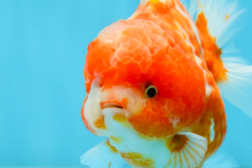 AAA Grade Cherry Sakura Yuanbao Female 4-4.5 inches #101025YB_24