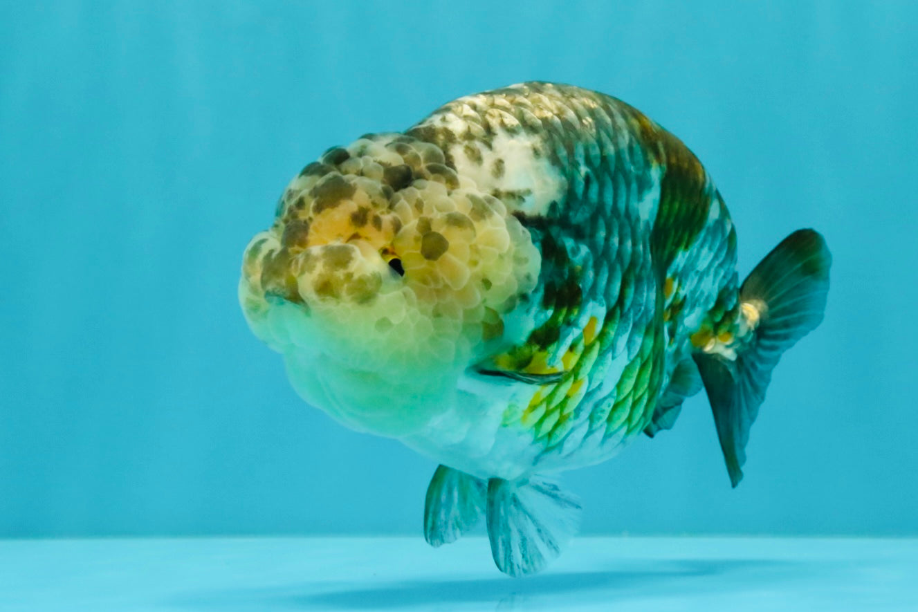 SPECIAL Pepper Calico Chinese Ranchu Female 6-6.5 inches #032026RC_30