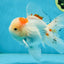 A Grade STUNNING Red White Oranda Male 5.5-6  inches #051625OR_25