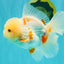 BEAUTY A  Grade Red White Oranda Male 6 inches #082126OR_08