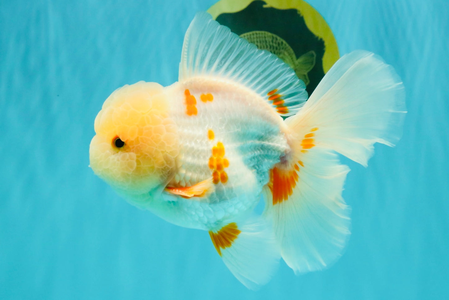 BEAUTY A  Grade Red White Oranda Male 6 inches #082126OR_08