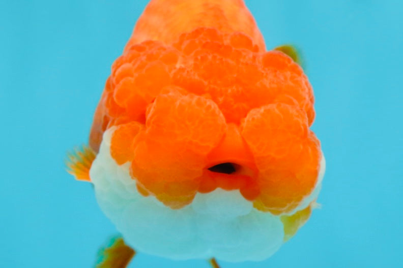 A Grade Red White LionQueen 4.5-5 inches #052325LC_22