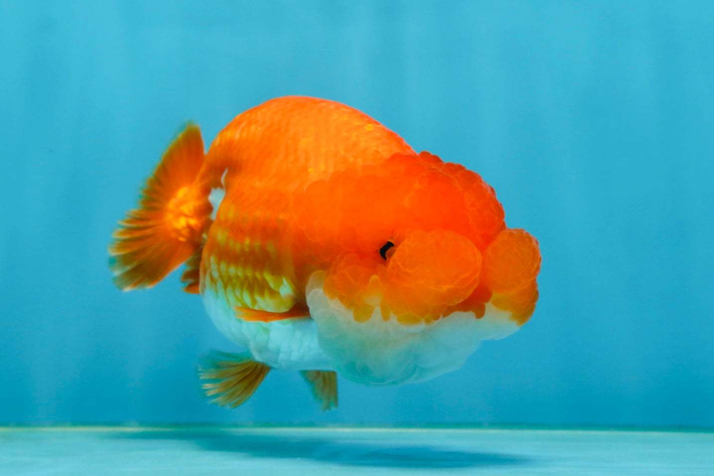 A Grade Red White LionQueen 4.5 inches #062725LC_06