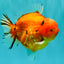 AAA Grade Tiger Yuanbao Male 5.5 inches #100926YB_03