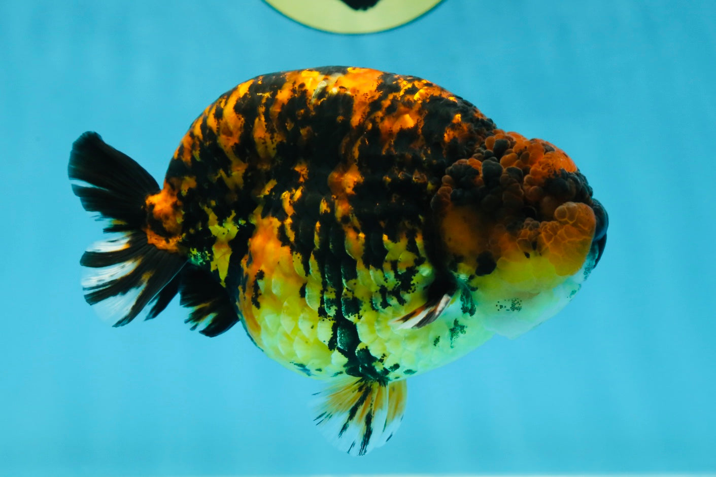 AAA Grade Tiger LionKing 5 inches #052325LC_18