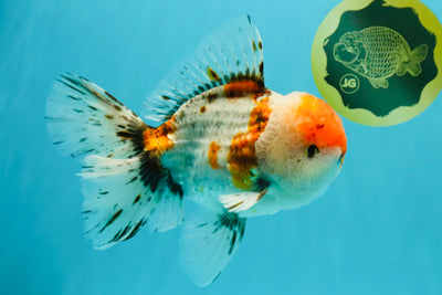 GIANT A Grade Calico Blue Base Oranda Male 7 inches #042426OR_10