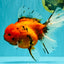A Grade Tiger Oranda Female 7.5-8  inches #100226OR_34
