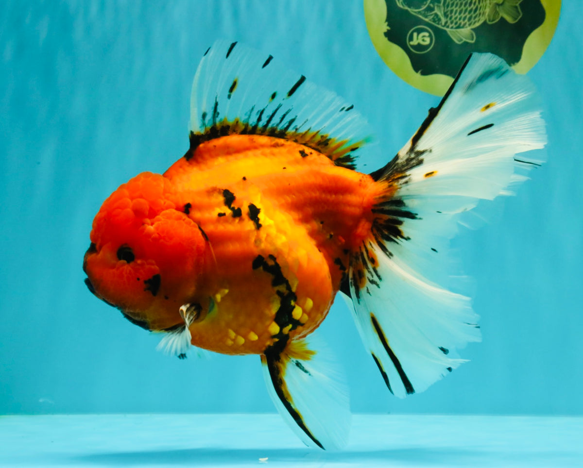A Grade Tiger Oranda Female 7.5-8  inches #100226OR_34