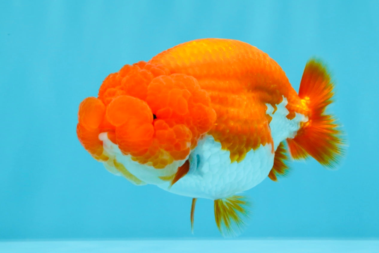 CHUBBY AAA Grade Red White LionQueen 4  inches #022026LC_16