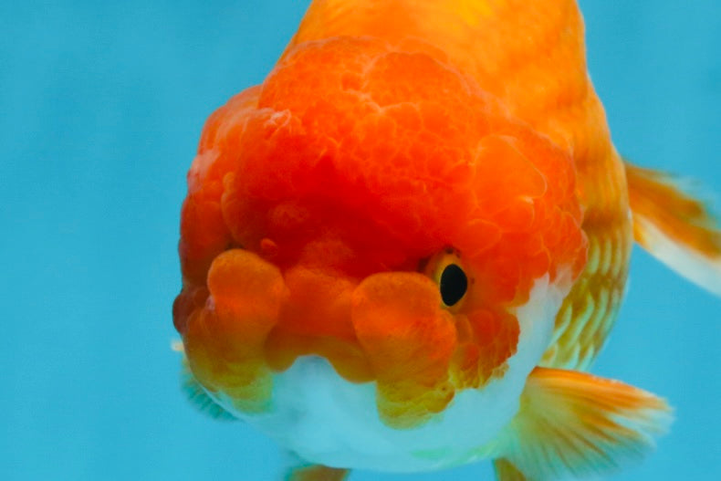 A Grade Red White LionKing 5.5 inches #091925LC_22