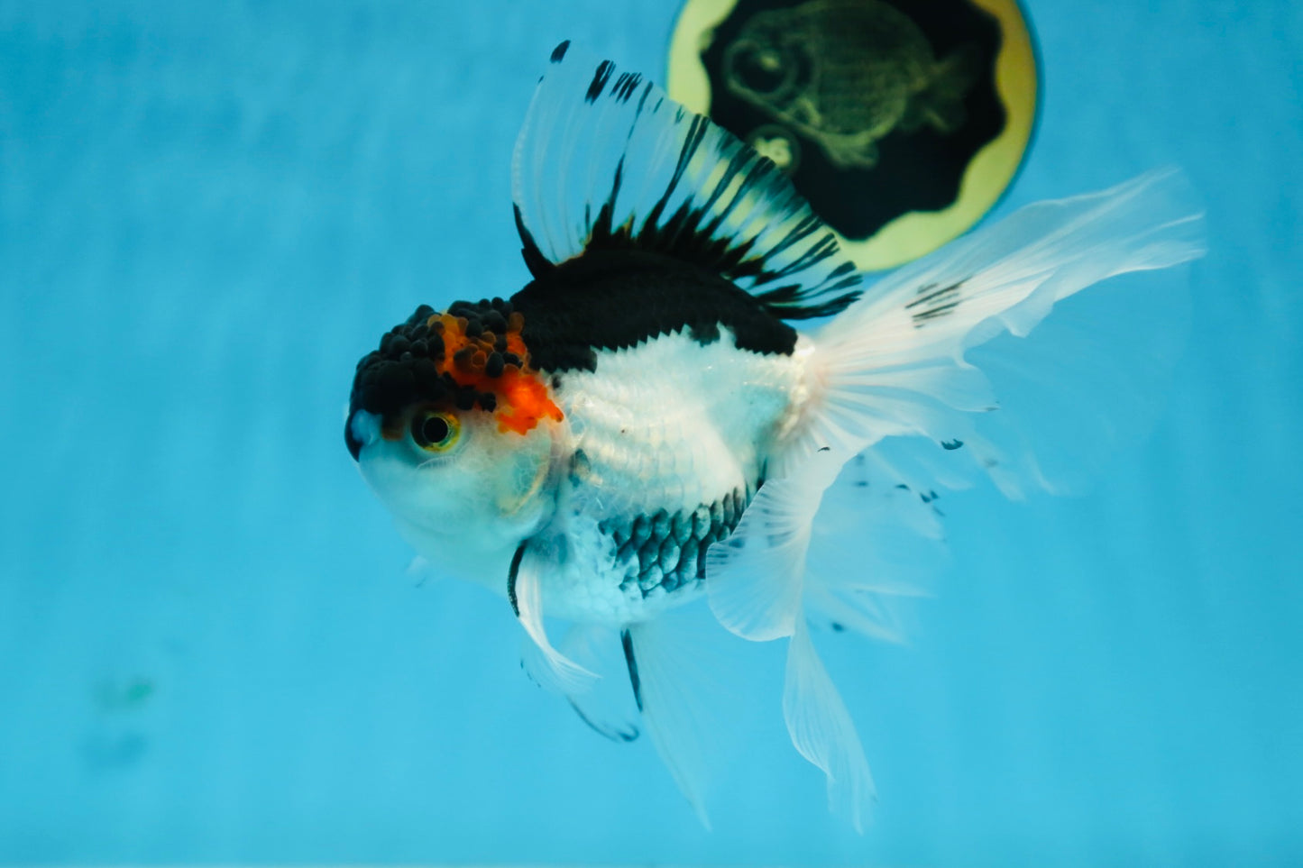 Tricolor Oranda Female 6 inches #090525OR_21