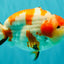 AAA Grade Super Special Sanke Kohaku Sakura Ranchu Female 6-6.5 inches #100226RC_25