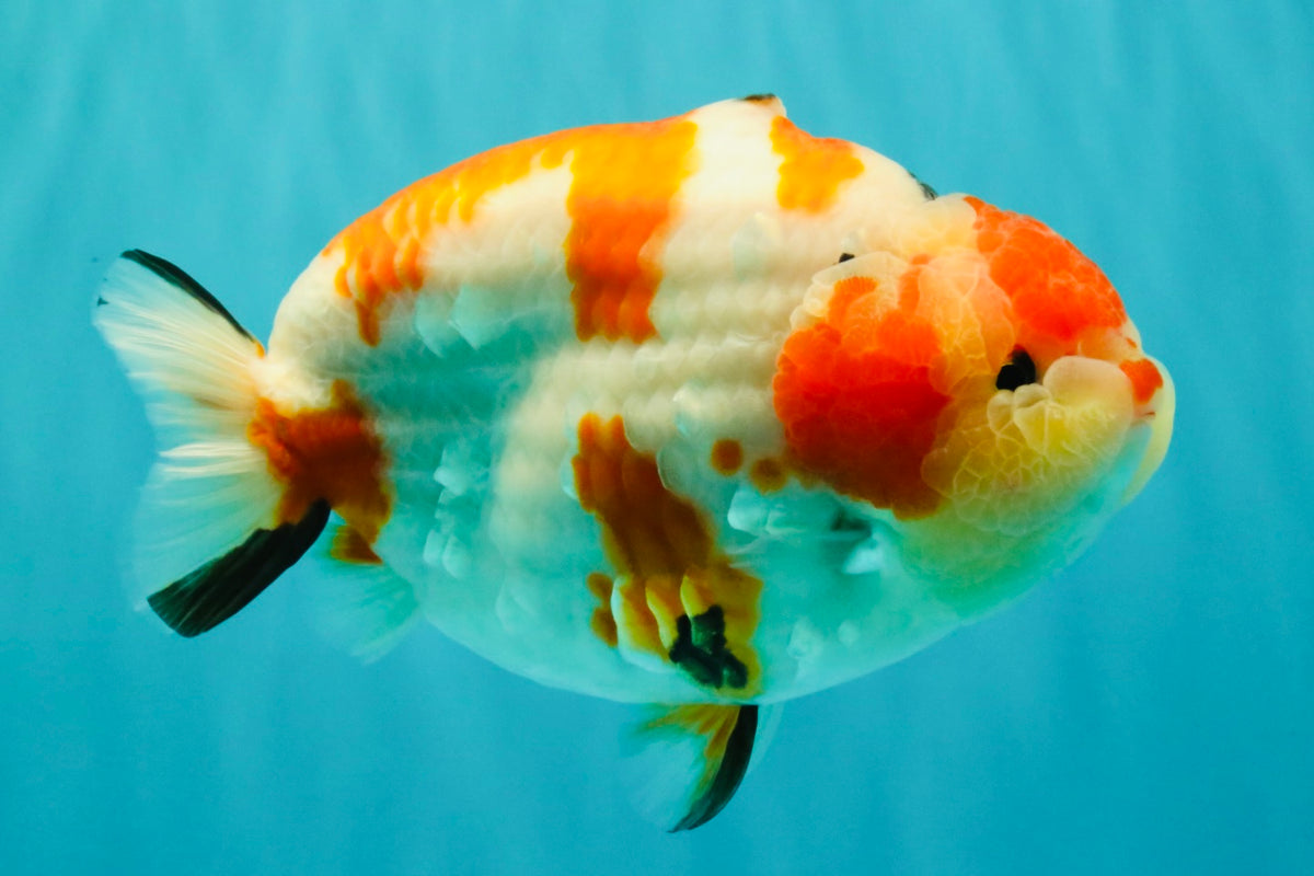 AAA Grade Super Special Sanke Kohaku Sakura Ranchu Female 6-6.5 inches #100226RC_25
