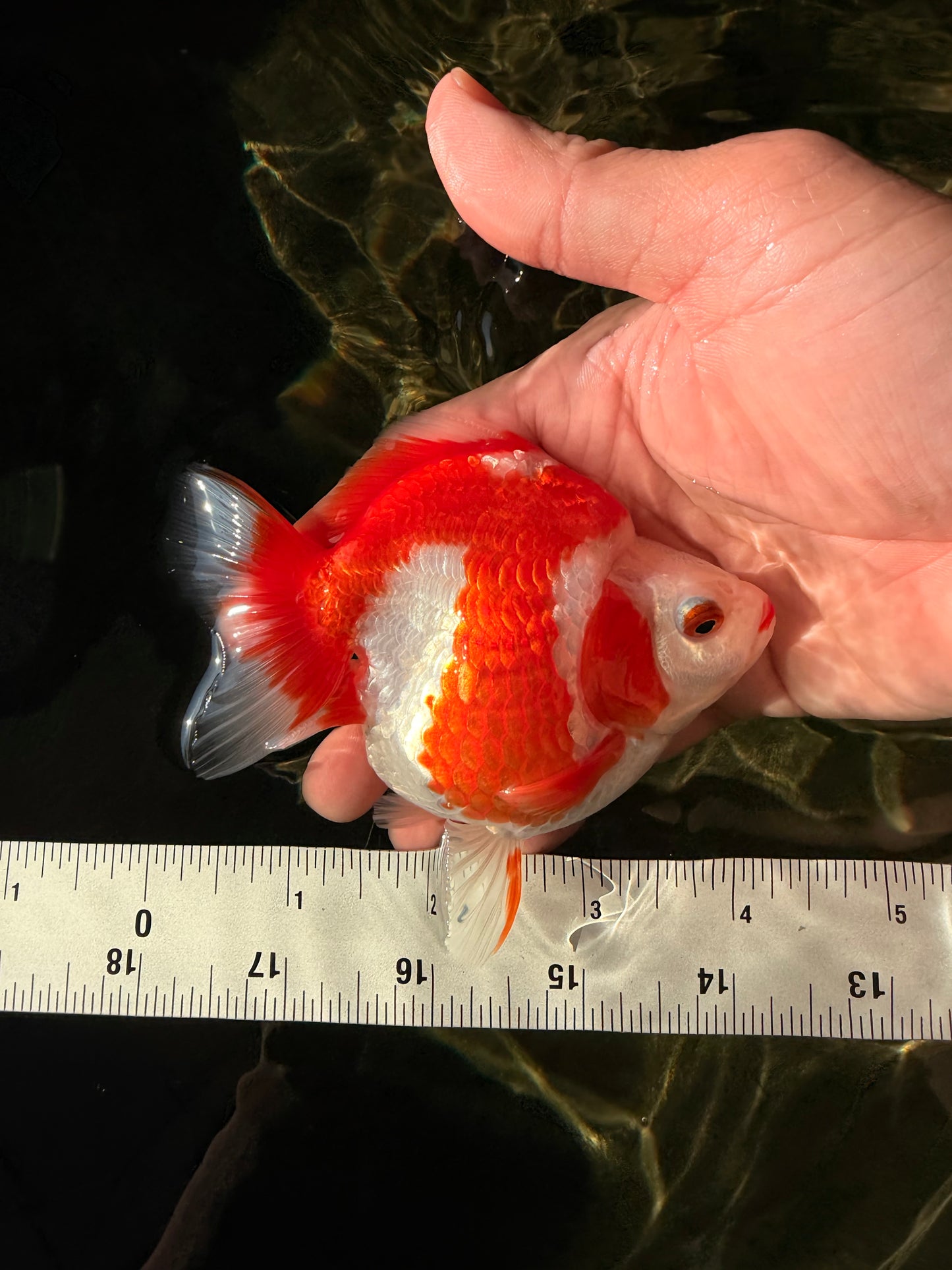 AAA Grade Red White Ryukin Female 4-4.5 inches #030626RK_16