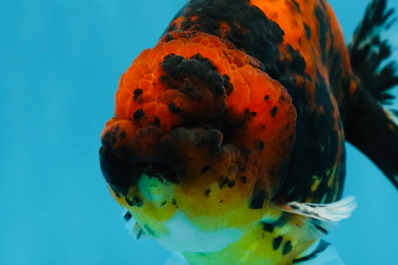 AAA Grade Tiger Female LionKing 5 inches #060625LC_06